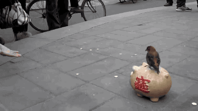 gifsboom:Street performing bird puts coins in piggy bank. [video]