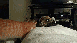 babygirls-sweetsurrender:  thenatsdorf: “Can I nap with you?” [full video] :-D 
