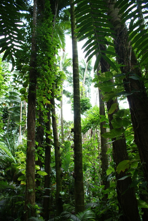 bio-child:humid green..