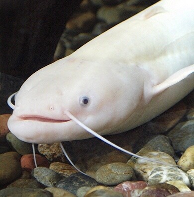 sharksister: creepsandcrawlers:  countrytoads:  countrytoads: catfish simultaneously look like they possess infinite knowledge of the universe and like they just have the mii theme playing in their head nonstop   you see what i mean  they know everything