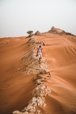 bokehm0n:Camels in the desert.