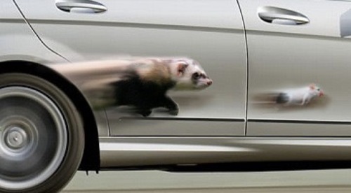 wotter16:  ferret-farm:  When you are totally obsessed with your ferret  @fiztheancient 