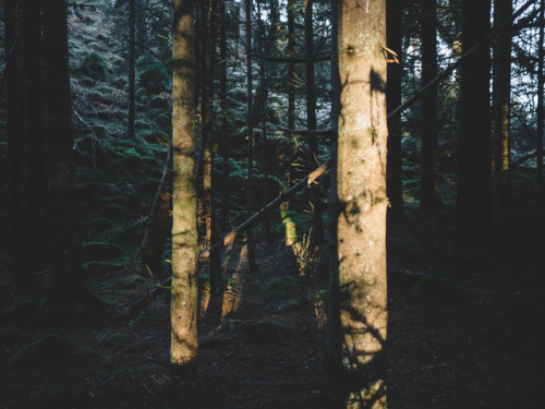 Morning forest wanderings in the Highlands