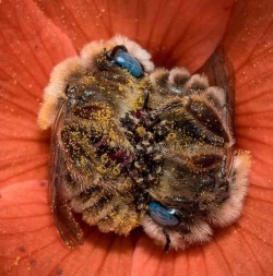 psy-rituality:    A couple of bees napping in a flower. The bees sleep 5 - 6 hours in 24 hours period and many bees hold each other’s legs as they sleep. Some native bees sleep in the flowers. Photo: Joe Neely 