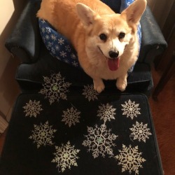 Scampthecorgi:  On The Eleventh Day Of Christmas My Corgi Gave To Me, Eleven Snowflakes