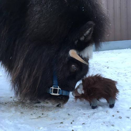 uafairbanks:“Cassiopeia met one of our new muskox plush toys today!” [X]