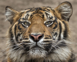Bendhur   llbwwb:  Tiger (by San Diego Zoo