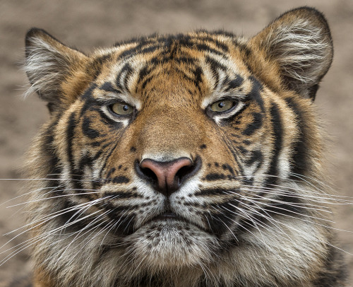 XXX Bendhur   llbwwb:  Tiger (by San Diego Zoo photo