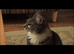 thewhiteraven73:clinicallycool:Cats that look at gay peopleI’m cacklingthe gifs all lined up for lik