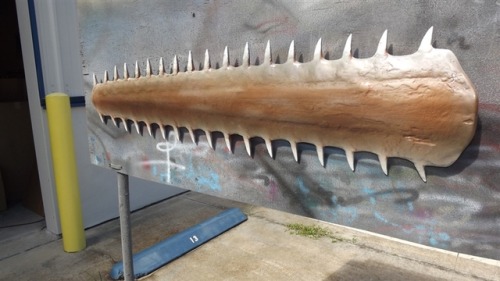 Sawfish were once very common in their range, but are now amongst the most threatened marine fish.  