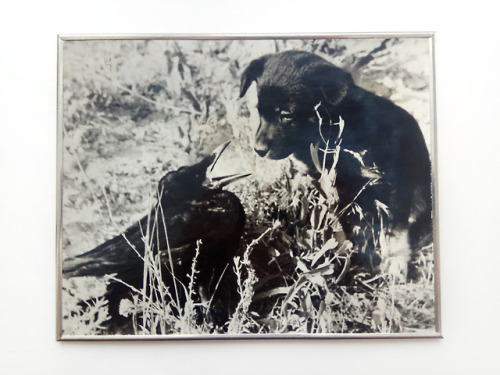 sovietpostcards:Puppy and baby rook, Vintage framed photo print (1972)