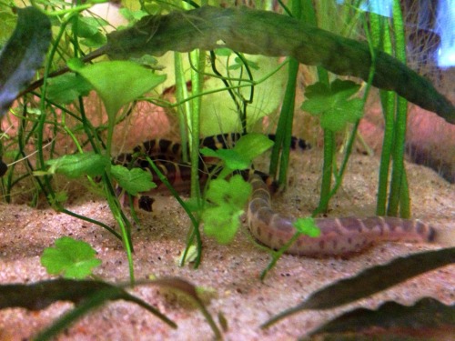 pangiopangio:apossibletwin:Btw Followers and Kuhli Loach experts,The big Kuhli Loach to the right th
