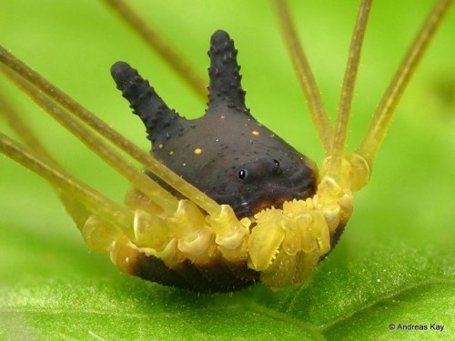 despazito: bugparent:  onenicebugperday:  Bunny Harvestman, Metagryne bicolumnata, Opilionesby Andre