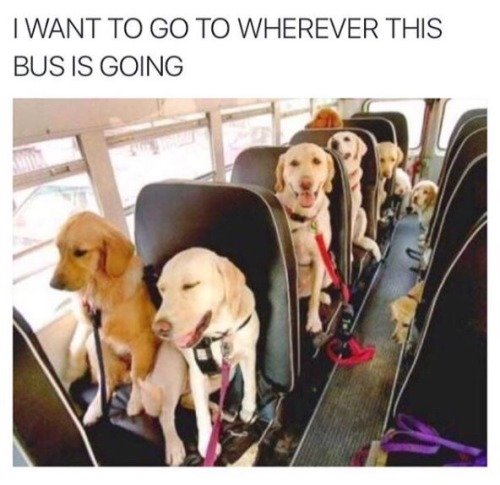 i-am-dog2:  me too