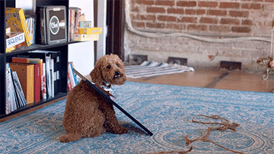 severelyfuturisticharmony: When the owner is not at home, there has been a violent