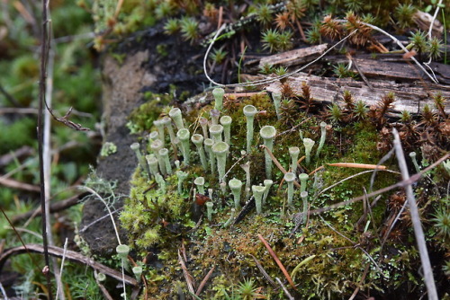 brett-outdoors:Cladonia pixie cup lichen at the top of a mountain ridge. 