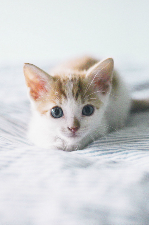 mystic-revelations:  My little Fitz! By Erica Lucy