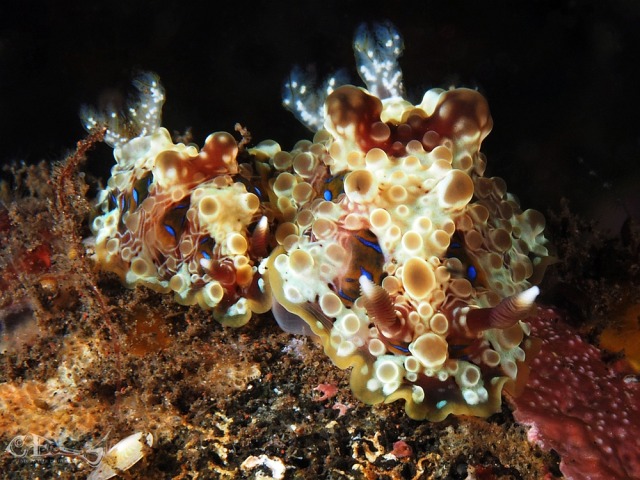 Dendrodoris krusensternii #upl#marine life#marine animals#animals#Dendrodoris krusensternii#sea slugs#nudibranch