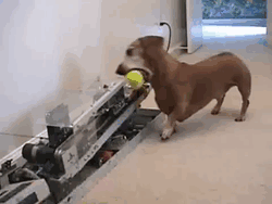 theos-blah:  Coolest gadget ever. Doggy is just gonna DIY the whole day… 