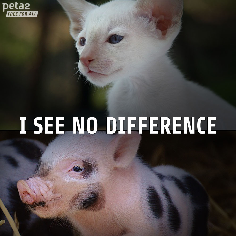 mnisikakos:  peta2:  Do you?  i think the top one is a cat and the bottom one is