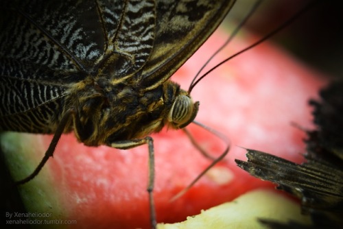 ~ Blue Morpho Enjoying Watermelon ~Summer 2018 (August)Nikon D5300 w/ Nikon AF-P NIKKOR 18-55mm lens