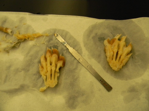 littlestwarrior: koeskull:  Lots of photos of an otter skeleton I articulated! The first one is a cl
