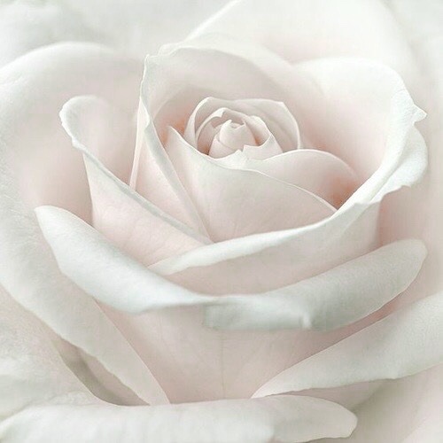 palepinksatin - ♡ Lost Lolita ♡