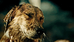 fuckyeahannibal:  Hannibal 1.01 - Apéritif 