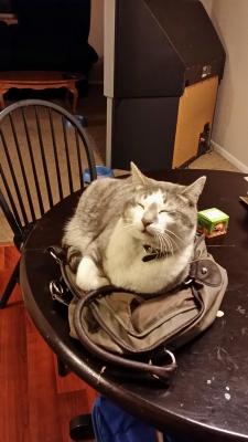 awwww-cute:  he’s aware that he is not allowed on the table… he seemed to think he found a loophole