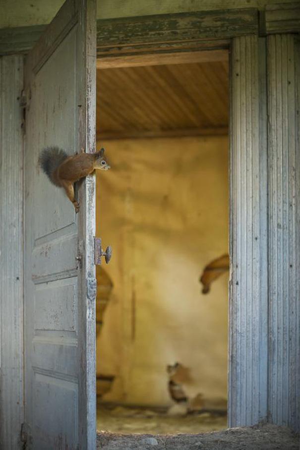catsbeaversandducks:Abandoned House in the Woods Taken Over by Wild Animals Finnish