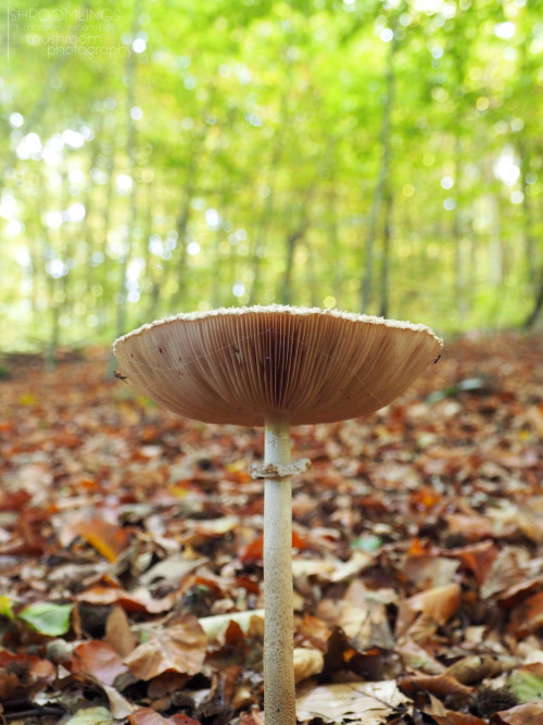 I just can’t help but take 1000 photos once I find a pretty mushroom&hellip;.