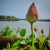 #tulip #poolside #backwaters #ashtamudi #kerala (at The Raviz)https://www.instagram.com/p/Cg9WoOeJgdk/?igshid=NGJjMDIxMWI=