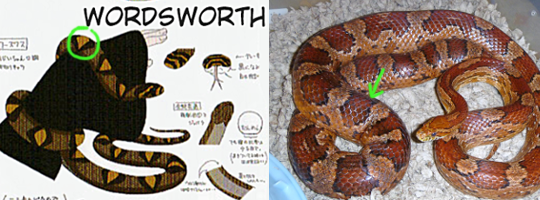 Snake’s Snakes: A Guide