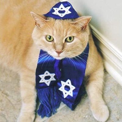 cognitivedissonance:  princesstigerbelle:   Now here is some Hannukah cat appreciation!!  💙✨💙✨💙✨💙✨💙✨💙✨💙✨💙    Your cute cat of the day  