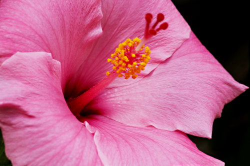 Your typical hibiscus picture, Waimea, Hawaii, 2013