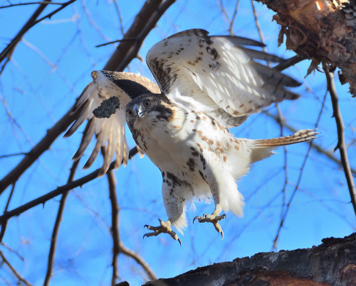 Juvie red-tail playing with a piece of bark by Tahj HolidayRed-tailed Hawk (Buteo jamaicensis)