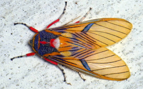 onenicebugperday:Tiger moth, Idalus erythronota, ArctiinaePhotographed in Ecuador by Andreas Ka
