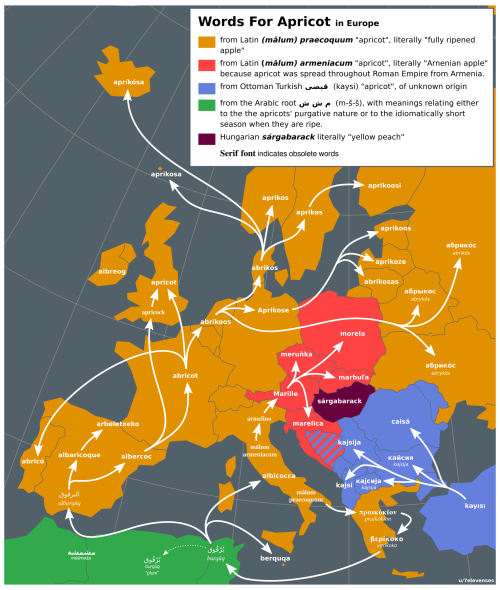mapsontheweb: Words for apricot in Europe, with arrows showing inheritance through languages