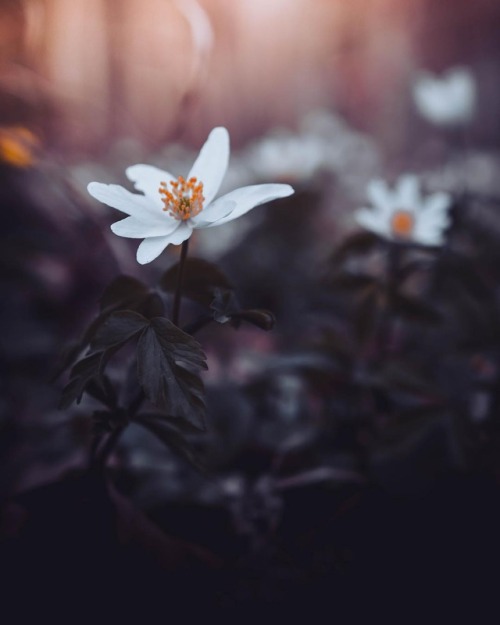 floralls:by Oliver Roos
