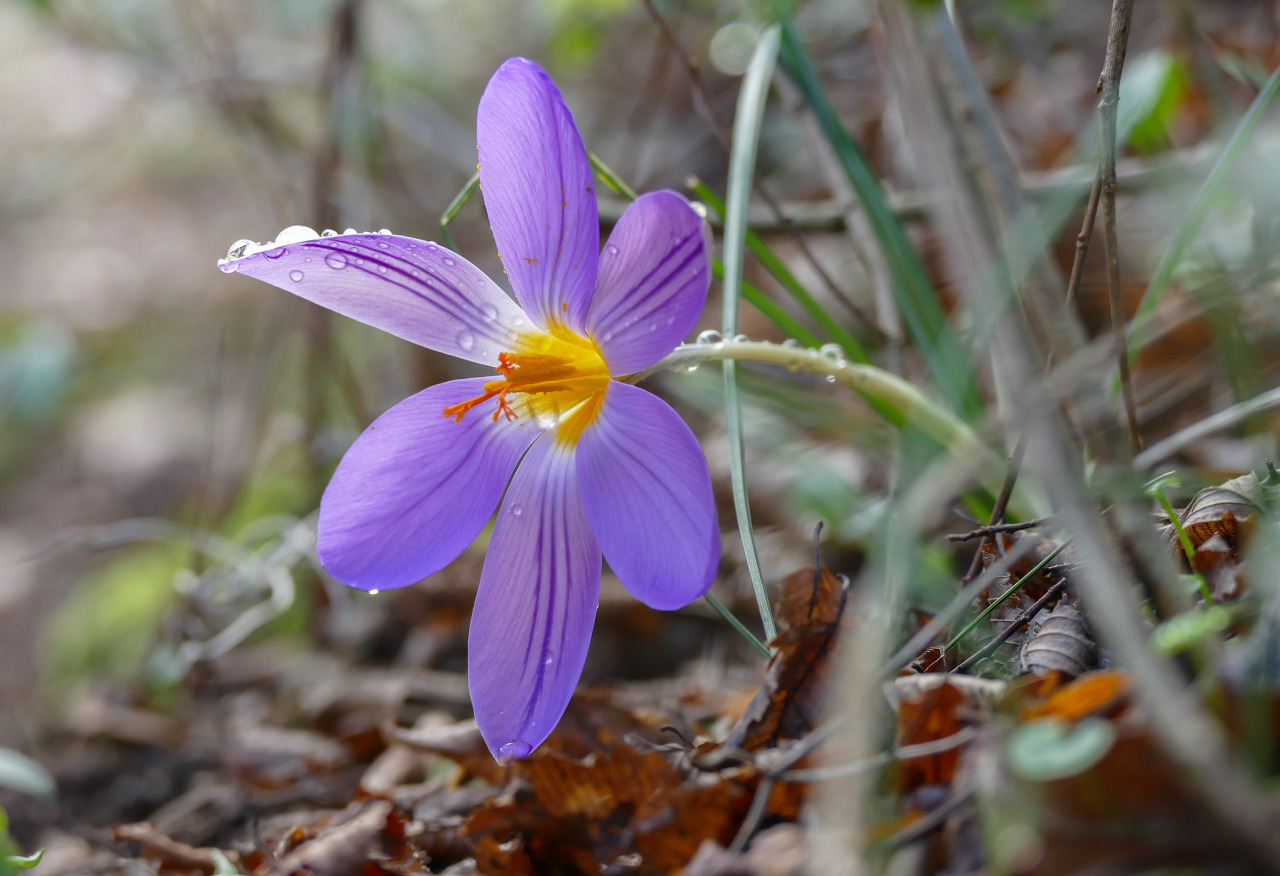 me-lapislazuli:  Stolen flower | by MicheleDeStefano | http://ift.tt/1nCbo53 