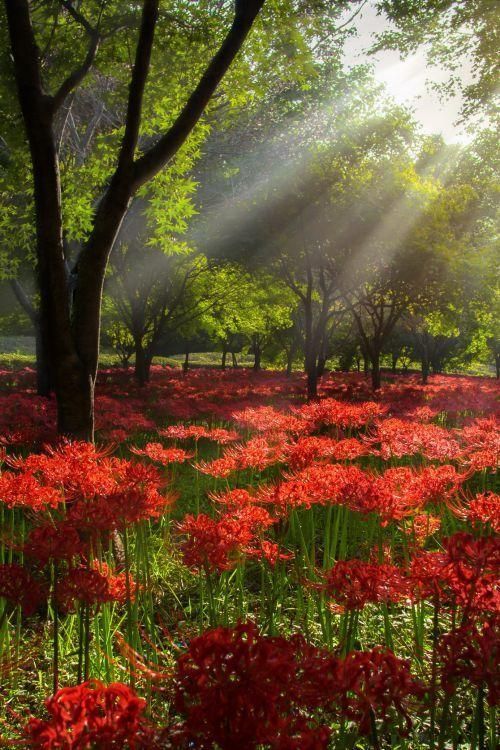 dranilj1:  Red Spider Lily & Light, South Korea 