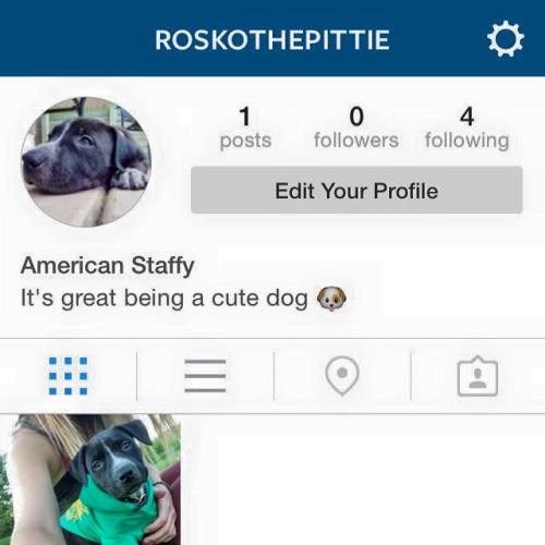 So I’m a little obsessed with my dog and made him his own Instagram. If you want to see cute p
