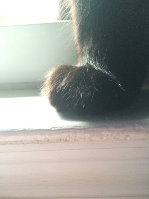 attackongiantkittens: She has such fluffy little feet!@mostlycatsmostly