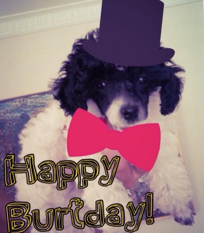 Happy Burtday, Poodle Burt!!!
Today is Burt’s birthday!!
Fun Fact: Burt’s name was originally “Jimmy”, which cracks me up!
Also, I didn’t create this lovely top hat work of art (although I was the photographer), but it’s too cute to not post....