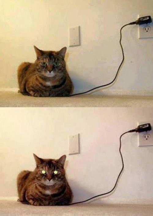 georgetakei:  His battery has nine lives.Source: Awwww Pets