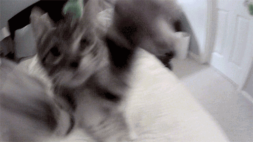 The Signs as Cats.Capricorn.