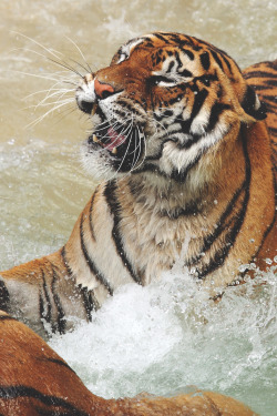 captvinvanity:  Happy tigers  | Photographer