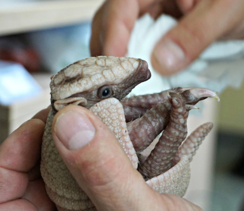 ayellowbirds: archiemcphee: Because sometimes what you need most is to watch a baby armadillo named 