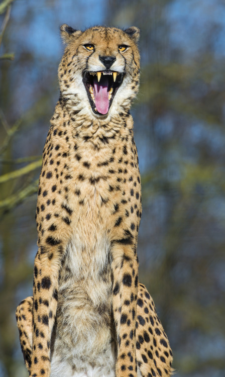 magicalnaturetour: Cute male cheetah yawning by Tambako The Jaguar Via Flickr: You can see the nice 