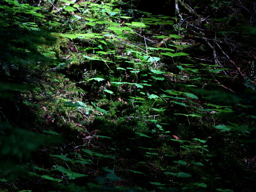 樹林帯のあらゆる場所にカニコウモリ　 ８月初めの日光白根山 Parasenecio adenostyloides